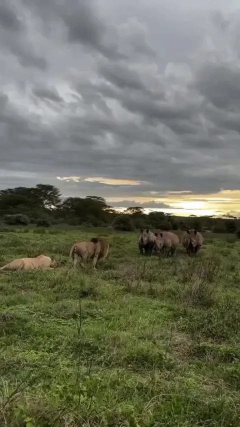 The lion protecting his lioness