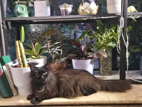 This diabetic, "aggressive" senior was slated to be euthanized 10 mins before I begrudgingly claimed her. She is the light of my life and I'm so glad I took a leap of faith!