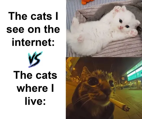 I swear some of the cats in my neighborhood have criminal records.