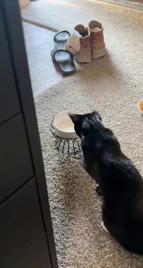 I was wondering why the water bowl kept emptying so fast…