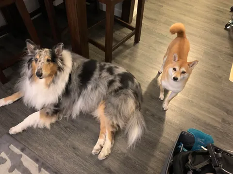 family wanted to give away the dog i grew up with so now i have two dogs