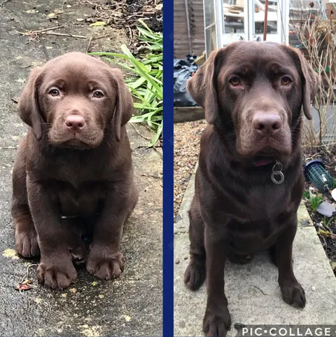 My pupper Gibson has all grown up, 8wks vs 1yr, he’s still a very good boy, just takes up a bit more room!