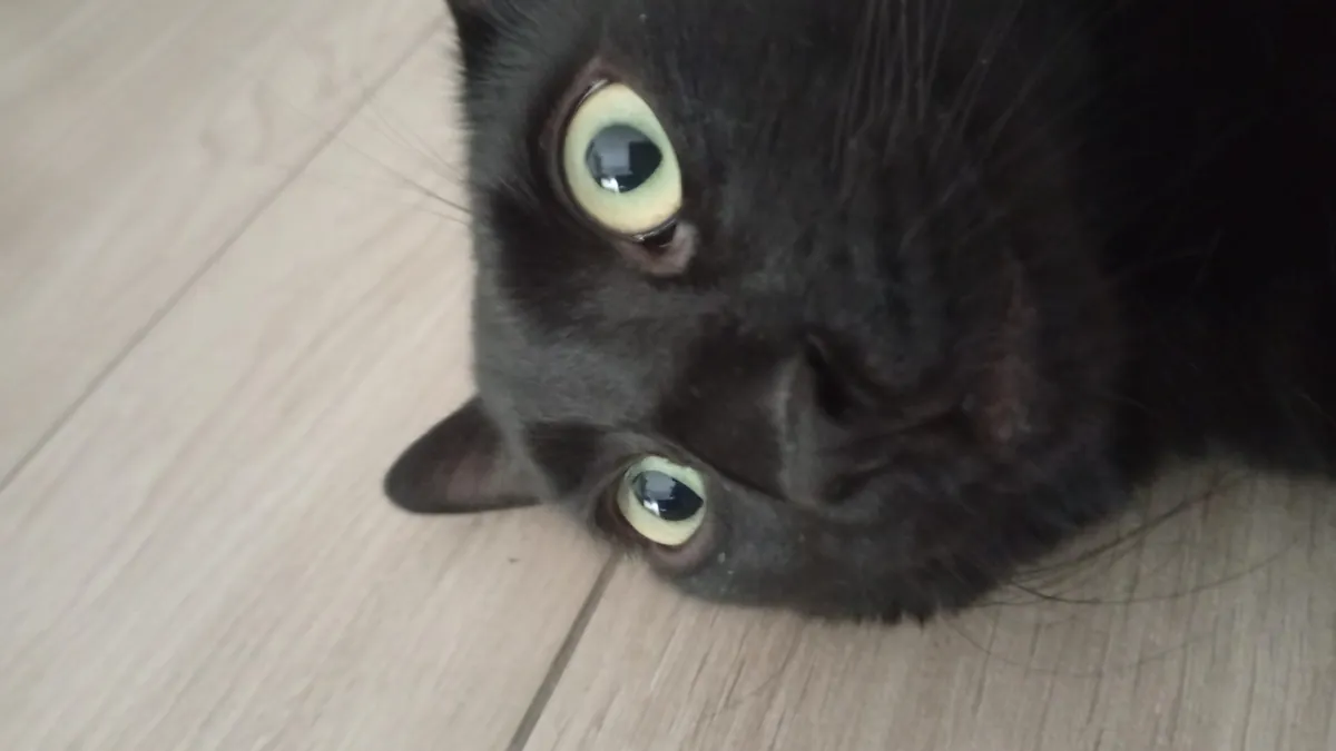 Cat sitting this dude for the weekend