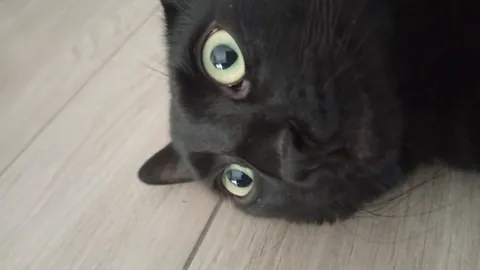 Cat sitting this dude for the weekend