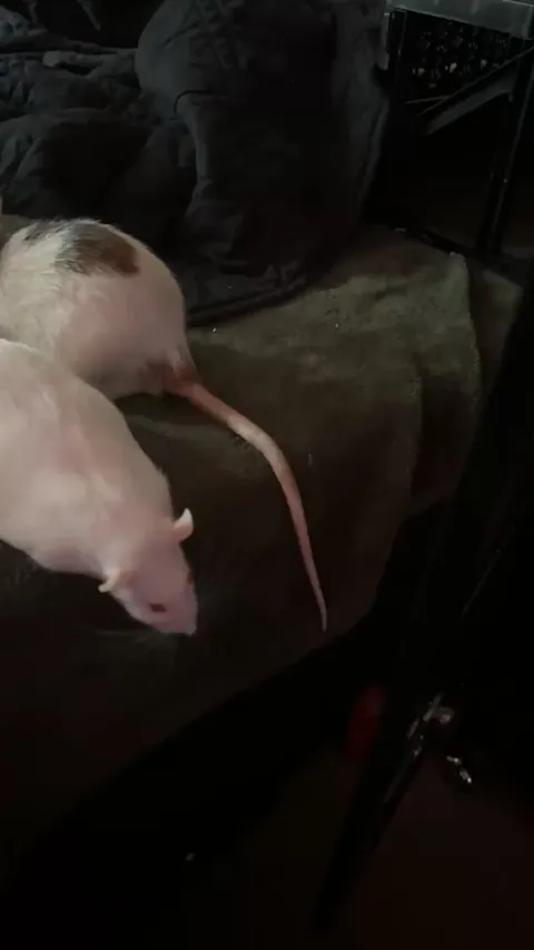 Rat wags tail while staring off into the void. What did she see? What does she know?