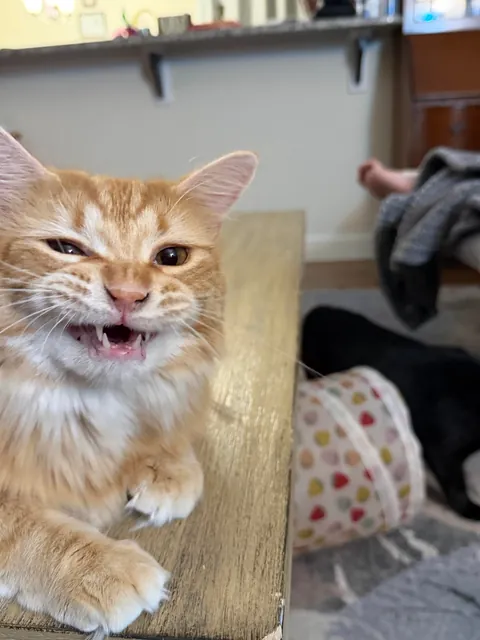Cat in mid sneeze.