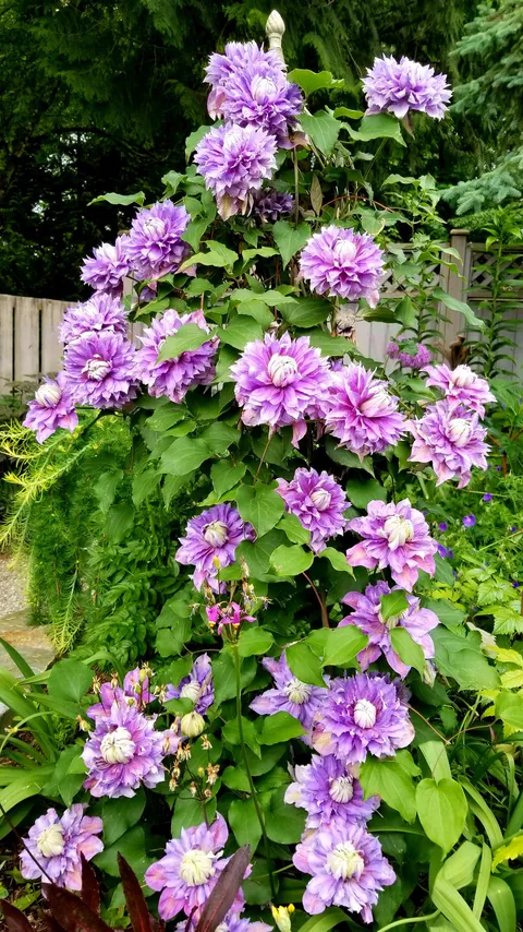 My mom passed away last year and this clematis was her favorite at this time of year. Thought I share with all of you.