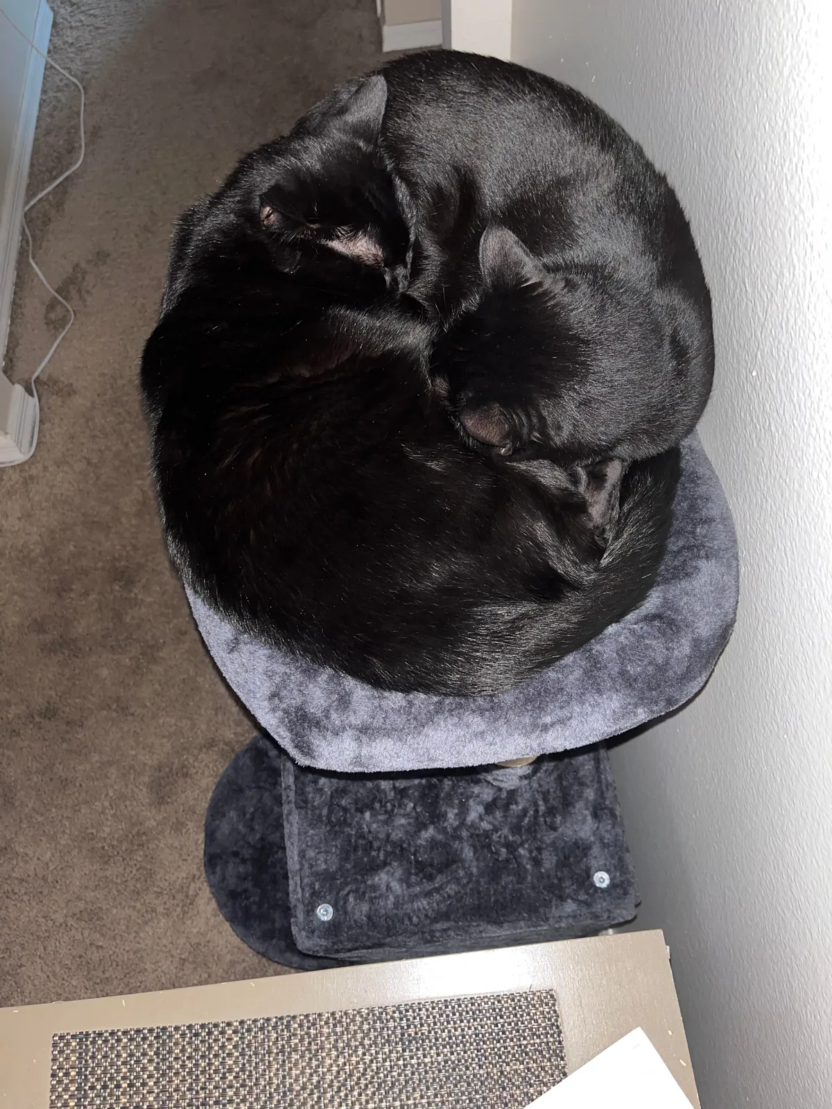 My void brothers after I bought a cat perch.