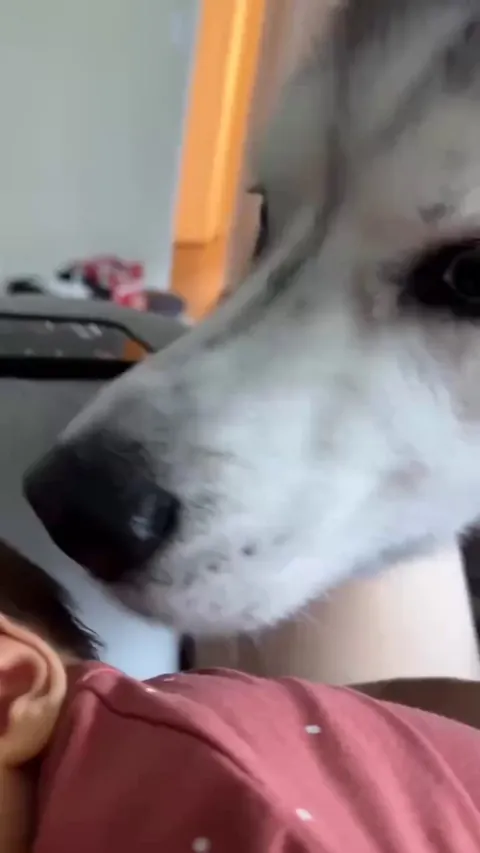 Our husky thinks the baby’s toes are snacks 😂