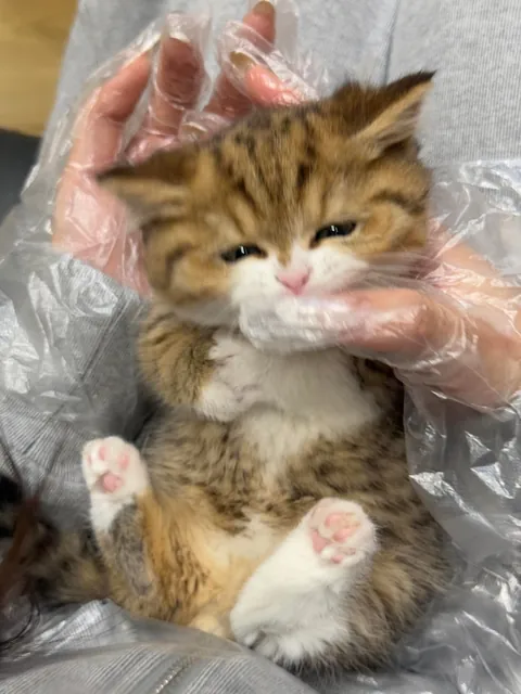 I was not prepared for this level of cute