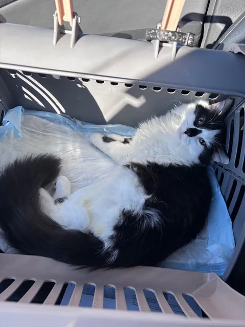 This is Dirtbag. We also call him Rudy. He just woke up after being neutered. He also just pissed all over himself. That’s my boy!!