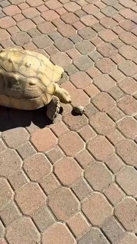 16 year old Tortoise Mom and her 1 month old baby.