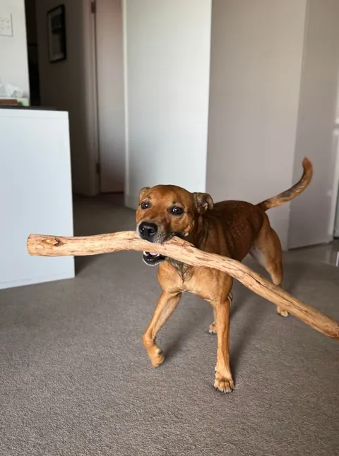 Hope Hector starts your weekend with a smile. And don’t forget to hug your fur babies