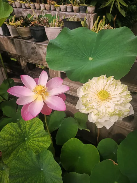 My lotus &amp; water lily bloomed together today
