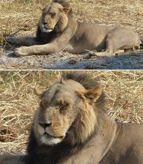 Didn’t know lions could go bald too!