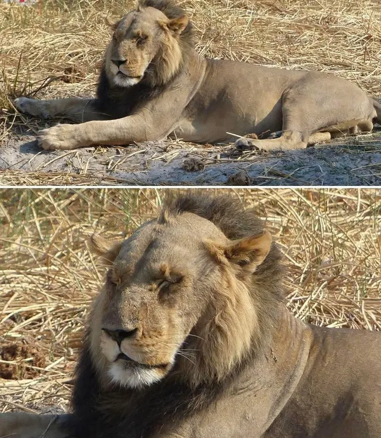 Didn’t know lions could go bald too!