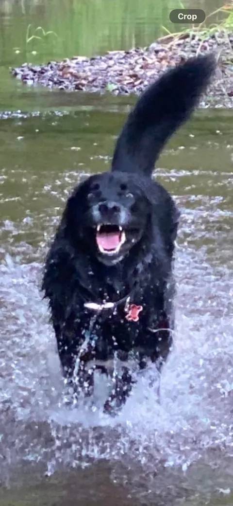 I asked my dog sitter how my dog was doing, and this was her response🤣👏