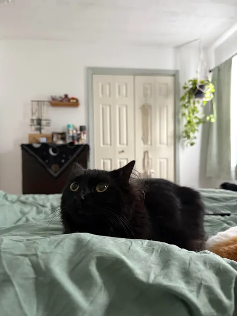 He doesn’t want to be violent but the voices are telling him to choose it