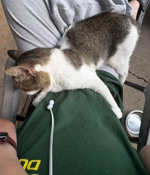 Slowly adopted by a stray