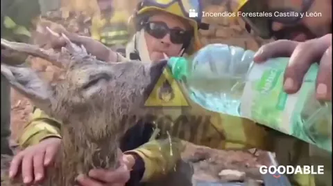 These firefighters spent the day fighting wildfires in Spain when they found a deer stranded in the forest