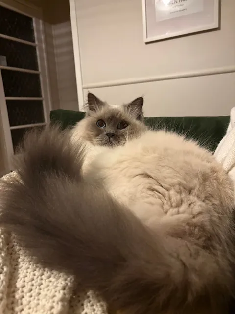 My fur babies hiding amongst our first home’s 50yo camellia tree