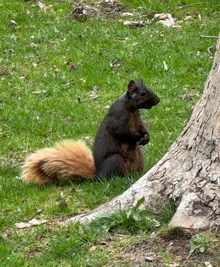 This black squirrel has a blond tail