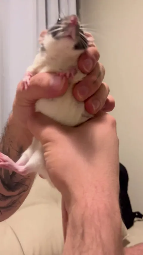 I swear no rats were harmed making this. She is just extra S Q U I M S H Y