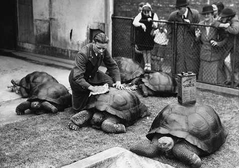 Zookeeper rubing oild on galapagos turtoises shells to shine them, London Zoo, 1930s.