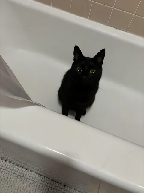 Must watch you on the toilet from the shower every time. No excuses.