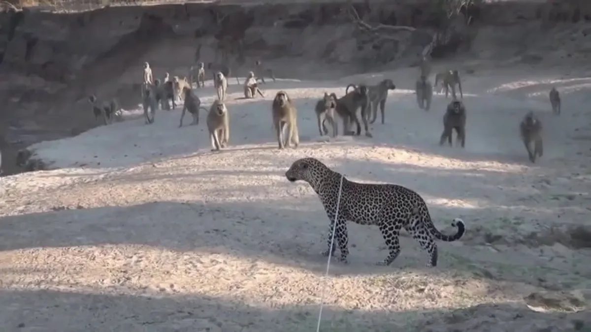 🔥A troop of baboons chase away a leopard trying to walk away from them