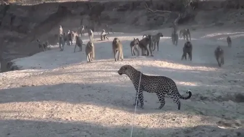🔥A troop of baboons chase away a leopard trying to walk away from them