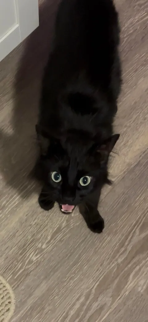 I lost my Lapis last night💔