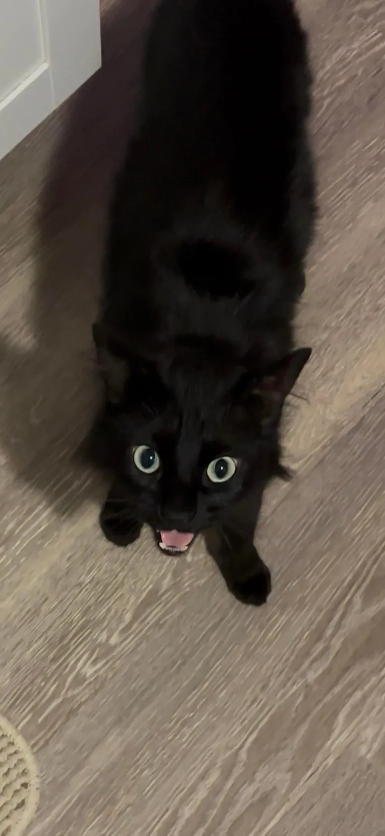 I lost my Lapis last night💔