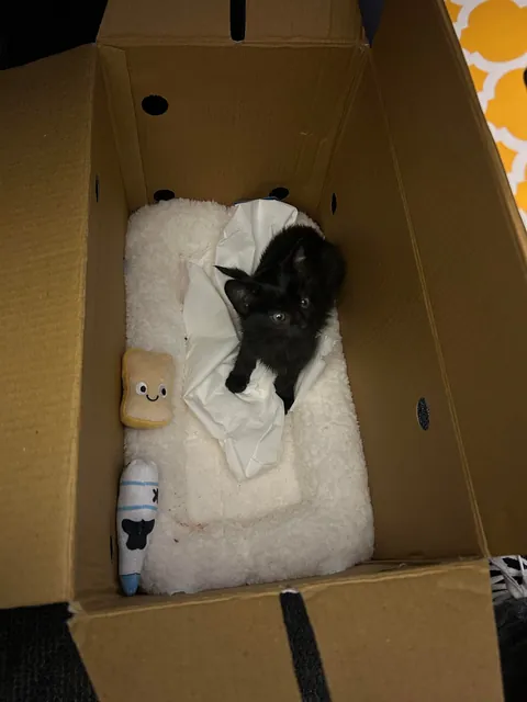 saved this tiny gremlin from traffic today