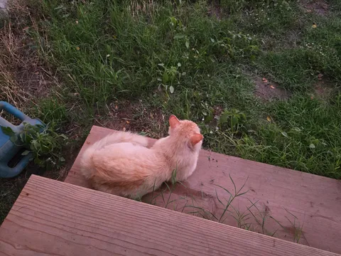 Was watching the sunset and a stray kitty came and joined me