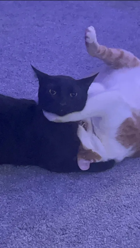 my very un-photogenic squidward