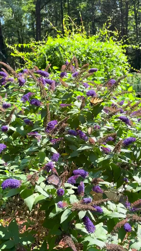 A video of my butterfly bush 🤗