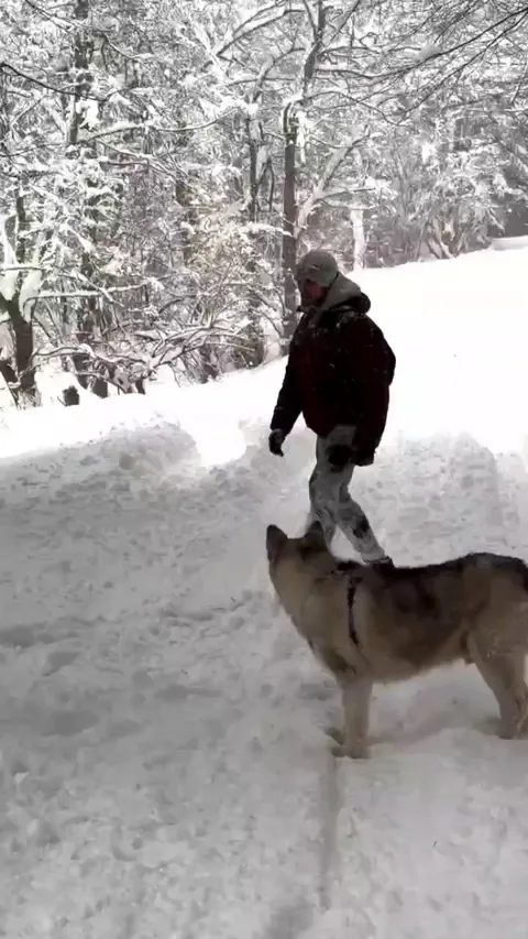 a man kicks a tree causing the snow fall off it