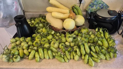 So it got cold and my tomatoe plants died, what to do with all of this lol?