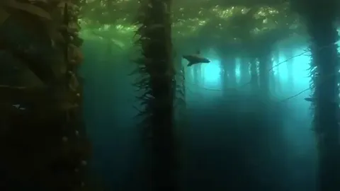 🔥Seal swims in an underwater forest (of Kelp)