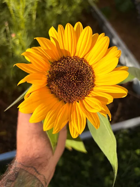 Some flowers I grew from seed this year 💐
