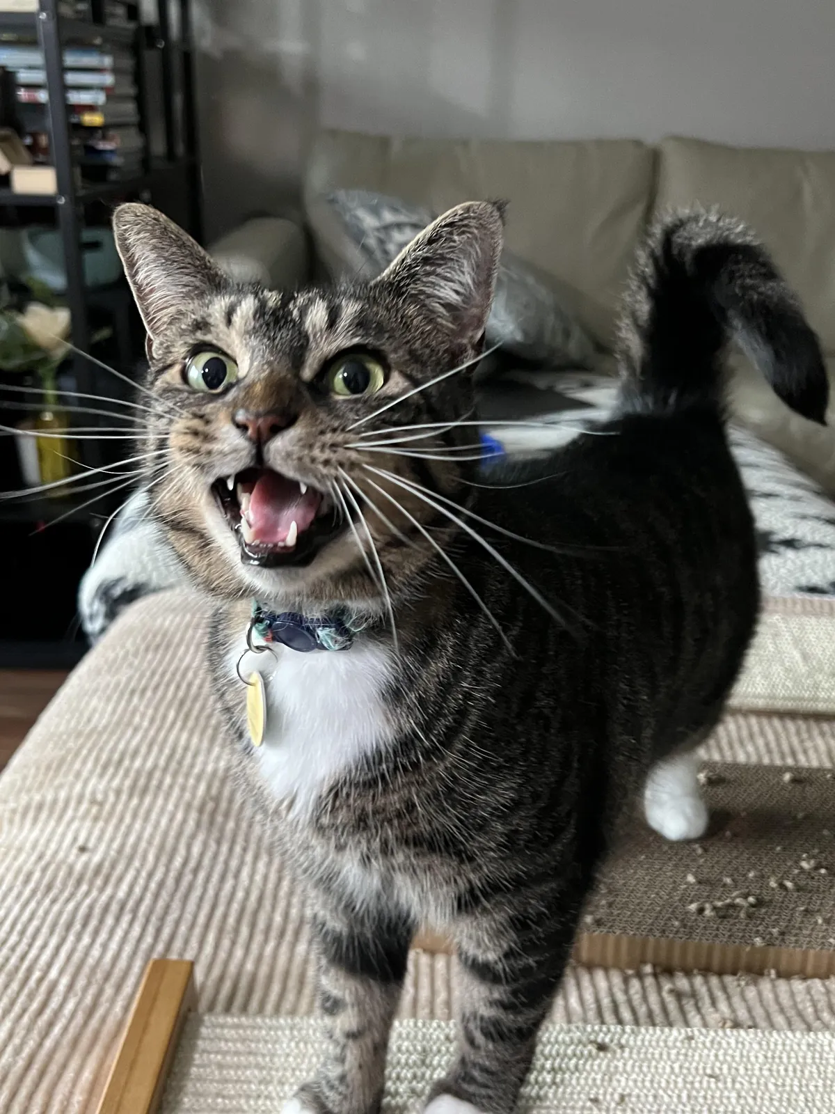 Sorry, I really have to show off this pic of my cat!