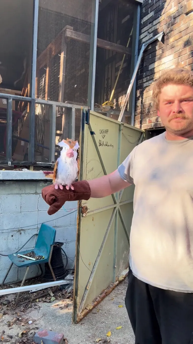 Last year I unveiled my animatronic Pidgey, well here is my new upgraded version