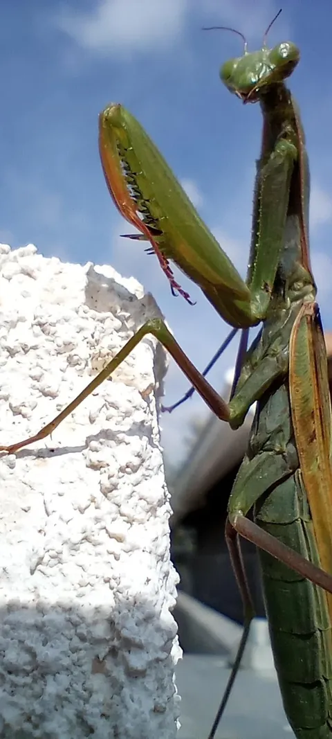 It's a bit off topic, but I'm really proud of who I encountered in the garden today :