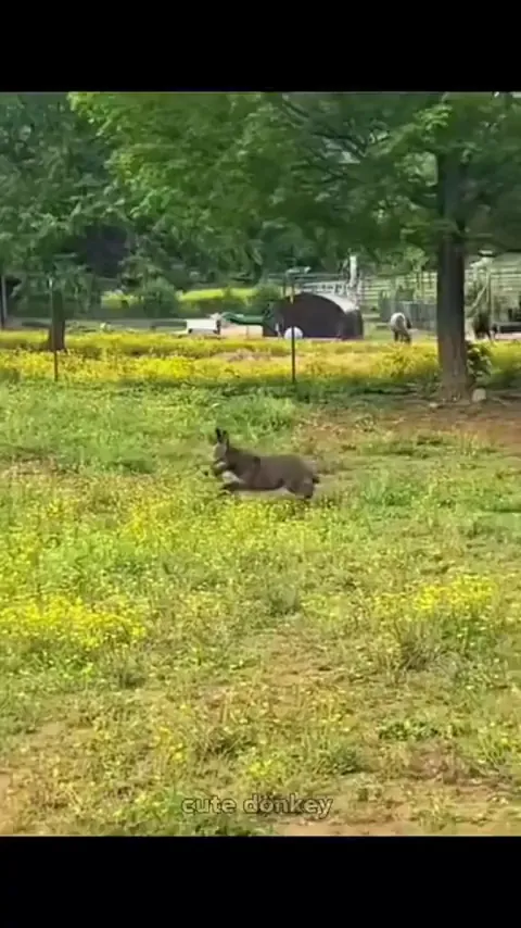 Little cute donkey
