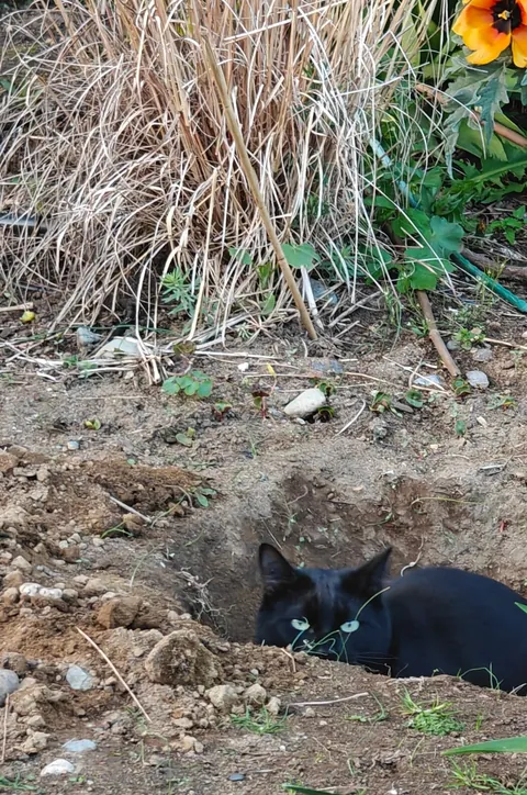 I have a dirt cat