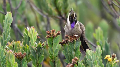 🔥Birds of Colombia are absolutely spectacular. Finishing a 2 week photo tour from Cali to Medellin.