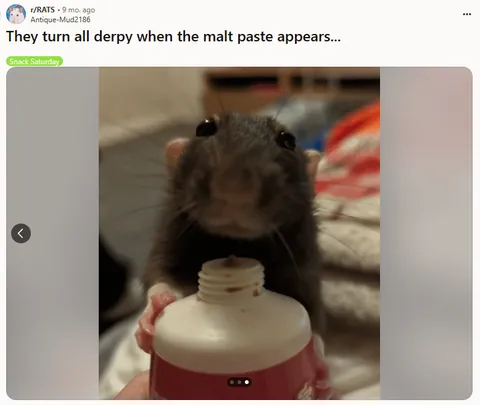 If the election is stressing you out, here are more drawings of some of your goofiest rats