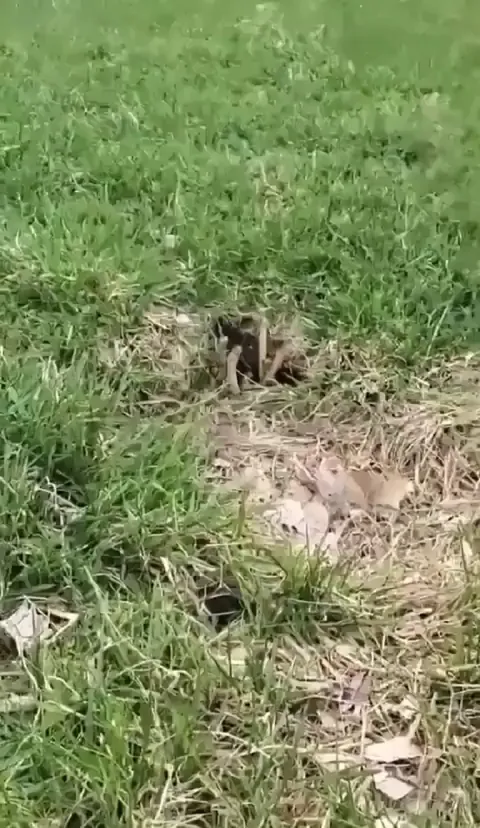 That’s a lot of snakes