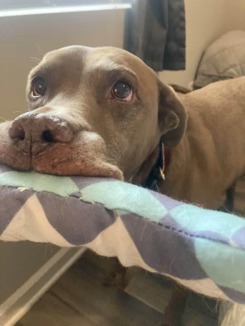 Zachary never wants you to touch his stuffies, only look